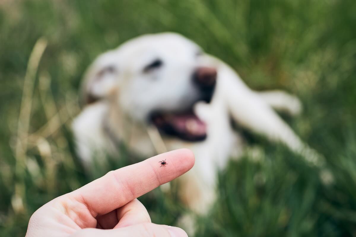 mano con insetto e cane di sfondo