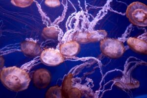 Meduse