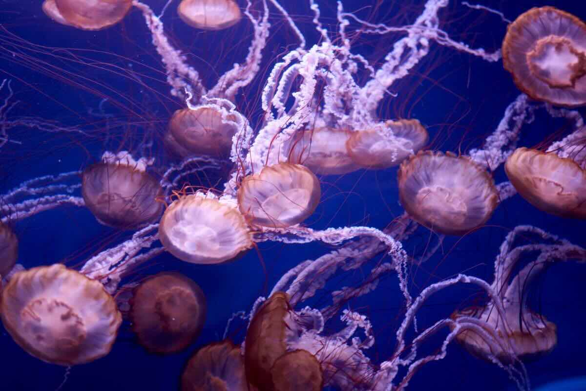 Meduse